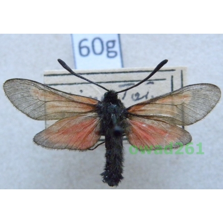 Zygaena viciae (Denis & Schiffermüller, 1775) Slovakia60g